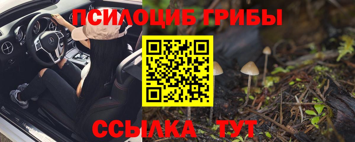 Кимры  наркотики  Вход с VPN  Псилоцибиновые грибы Cubensis 
